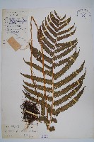 密毛毛蕨藏品圖，第1張