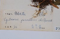 密毛毛蕨藏品圖，第2張