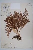 密腺副金星蕨藏品圖，第1張