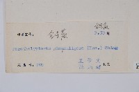 密腺副金星蕨藏品圖，第2張