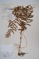 密腺副金星蕨藏品圖，第1張