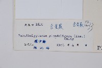 密腺副金星蕨藏品圖，第2張