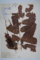 紅色新月蕨藏品圖，第1張