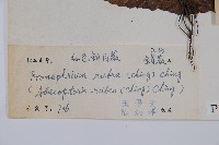 紅色新月蕨藏品圖，第2張