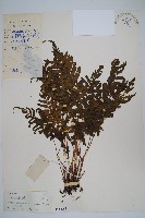 溪邊假毛蕨藏品圖，第1張