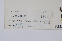 溪邊假毛蕨藏品圖，第2張