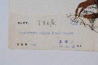 擬毛蕨藏品圖，第2張