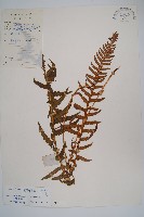 翅軸假金星蕨、短柄卵果蕨藏品圖，第1張