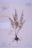 長生鐵角蕨藏品圖，第1張