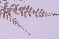 長生鐵角蕨藏品圖，第3張