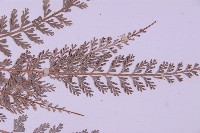 長生鐵角蕨藏品圖，第4張