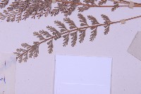 長生鐵角蕨藏品圖，第5張