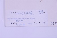 長生鐵角蕨藏品圖，第2張
