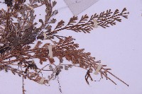 長生鐵角蕨藏品圖，第3張