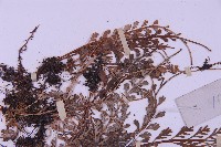 長生鐵角蕨藏品圖，第4張