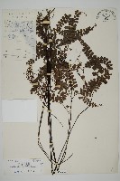 扇葉鐵線蕨藏品圖，第1張