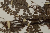 扇葉鐵線蕨藏品圖，第3張