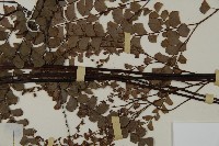扇葉鐵線蕨藏品圖，第4張