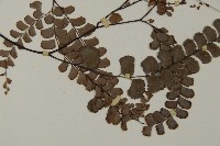 扇葉鐵線蕨藏品圖，第5張