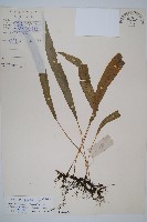 單葉雙蓋蕨藏品圖，第1張