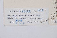 單葉雙蓋蕨藏品圖，第2張