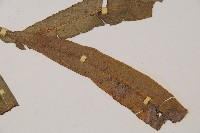 單葉雙蓋蕨藏品圖，第3張