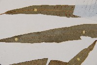 單葉雙蓋蕨藏品圖，第4張