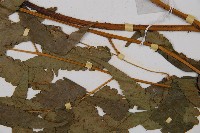 淡綠短腸蕨藏品圖，第4張