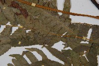 淡綠短腸蕨藏品圖，第5張