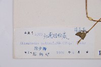 江南短腸蕨藏品圖，第3張