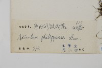 半月形鐵線蕨藏品圖，第2張