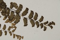 半月形鐵線蕨藏品圖，第3張