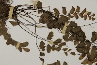 半月形鐵線蕨藏品圖，第4張