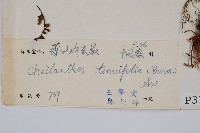 薄葉碎米蕨藏品圖，第2張