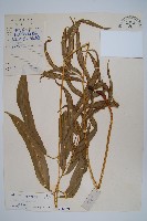 全緣鳳尾蕨藏品圖，第1張