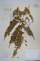 傅氏鳳尾蕨藏品圖，第1張