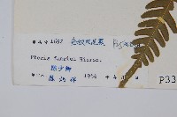 傅氏鳳尾蕨藏品圖，第2張