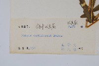 箭葉鳳尾蕨藏品圖，第2張