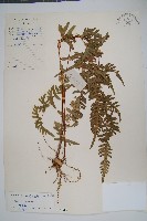 天草鳳尾蕨藏品圖，第1張