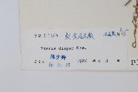 天草鳳尾蕨藏品圖，第2張