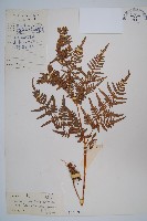 蕨藏品圖，第1張