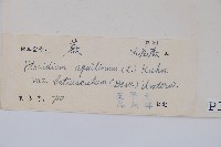 蕨藏品圖，第2張