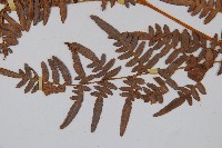 蕨藏品圖，第3張