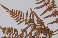 蕨藏品圖，第5張