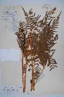 蕨藏品圖，第1張