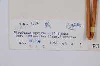 蕨藏品圖，第2張