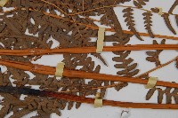 蕨藏品圖，第3張