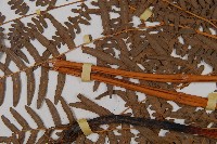 蕨藏品圖，第4張