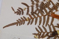 蕨藏品圖，第5張