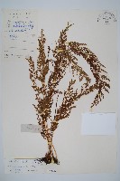 烏蕨藏品圖，第1張